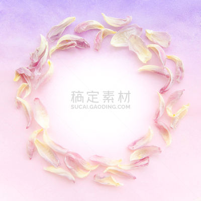 留白,边框,郁金香,模板,明信片,彩色背景,深情的,圆形,紫色,粉色