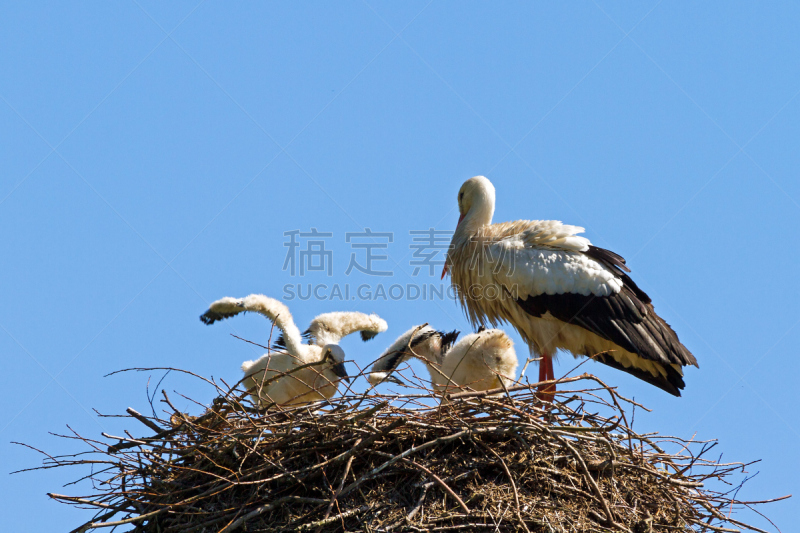 鹳,婴儿,大块头,美,颈,水平画幅,符号,鸟类,动物身体部位,野外动物