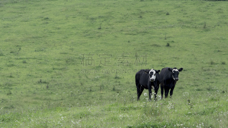 牧场,背景,两只动物,黑白图片,鸭茅,蒂莫草花粉,杂种奶牛,小母牛,阿伯丁安格斯牛,自然