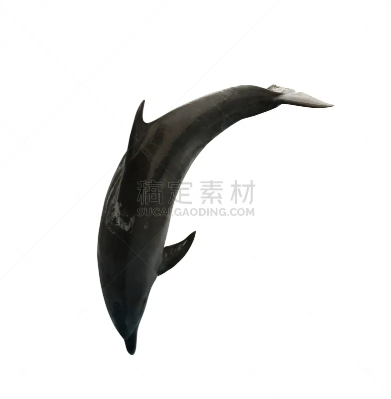 白色 黑色 分离着色 海豚 垂直画幅 野生动物 灰色 无人 白色背景 背景分离图片素材下载 稿定素材 白色 黑色 分离着色 海豚 垂直画幅 野生动物 灰色 无人 白色背景 背景分离图片素材下载 稿定素材