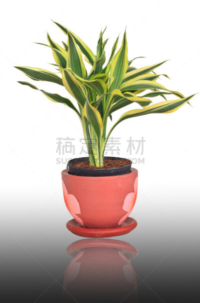 白色背景,植物群,龙血树种植物,自然,垂直画幅,太空,无人,条纹,叶子,有边的