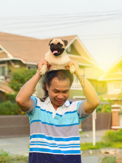 幸福,巴哥犬,亚洲,男人,垂直画幅,美,早晨,户外,草