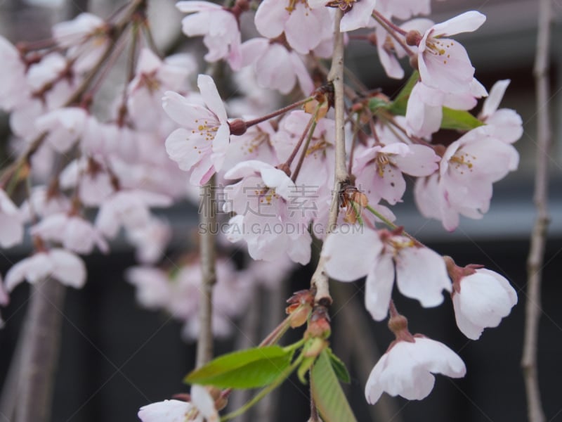 樱花,角馆,日本,秋田,水平画幅,旅行者,开花时间间隔,著名景点,风景,东北片区