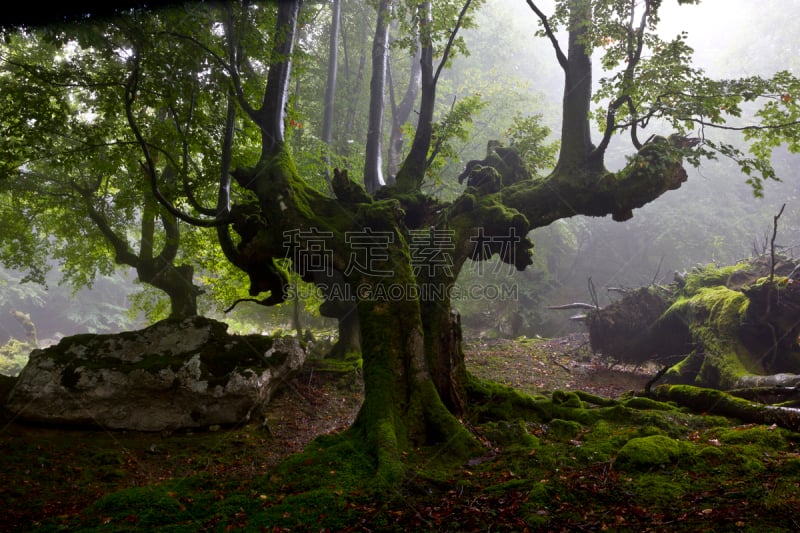 山毛榉树,森林,哈雅公主,普拉多林荫道,mood moss,智利阿伯椒,地球女神,水平画幅,公主,无人