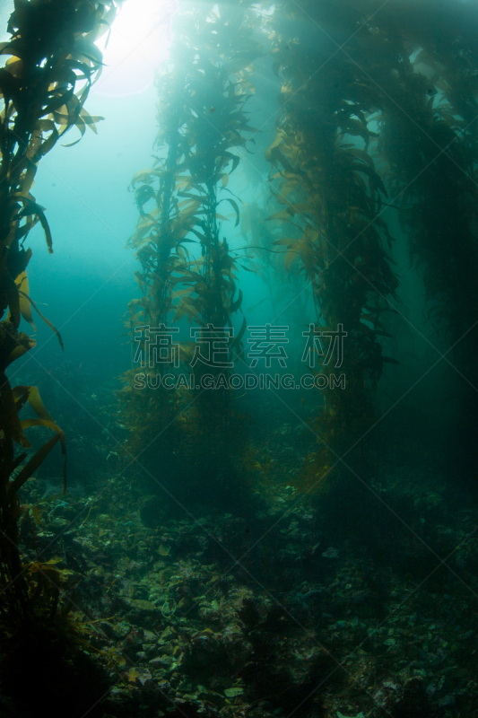 日光,海藻林,垂直画幅,水,美,灵感,卡麦尔,水肺潜水,无人,水下