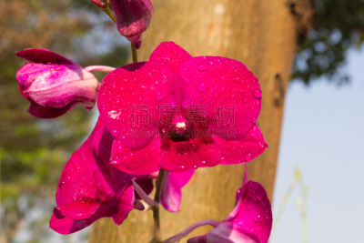 兰花,自然美,紫色,茧,水平画幅,无人,干净,明亮,花束,白色