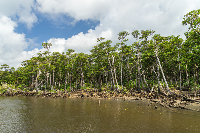 红树林,西表岛,河流,度假胜地,水平画幅,枝繁叶茂,无人,热带雨林,东亚,户外