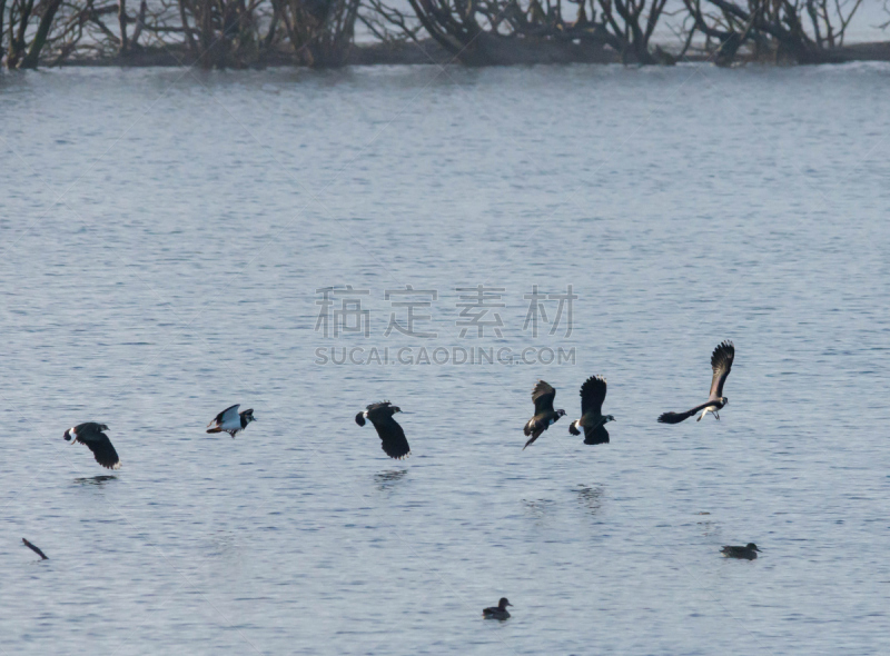 沙漠,黑胸鸻,麦鸡亚科,肯特,湿地,沼泽,北,水平画幅,肯特岛,无人