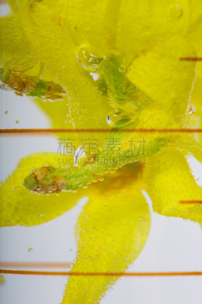 试管,植物群,纳米技术,分子结构,兰花,垂直画幅,美,彩妆,装管,无人