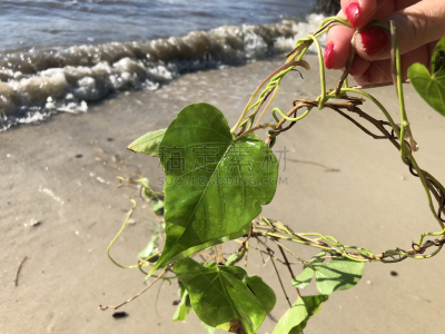 叶子,有蔓植物,海洋,心型,水平画幅,沙子,茄科双子叶植物,沙滩派对,情人节,红树林
