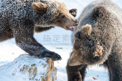 进行中,扫雪车,雪,棕熊,巴伐利亚森林,针叶林,水平画幅,无人,户外,巴伐利亚