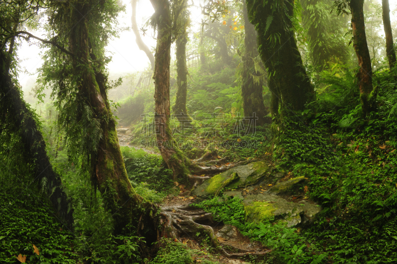 赛尔瓦,尼泊尔,特拉华,亚马逊雨林,雨林,阿瓜火山,亚马孙洲,层云,森林,南美