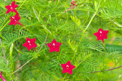 仅一朵花,水平画幅,无人,东京,日本,江东区,特写,摄影,花
