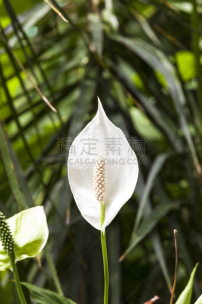 百合花,白色,垂直画幅,公园,睡莲,无人,夏天,特写,开花时间间隔,植物