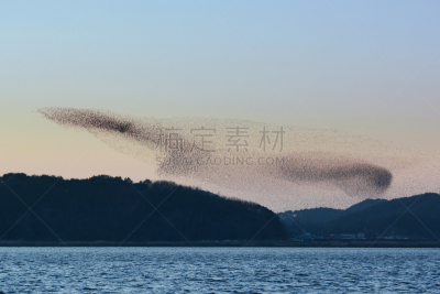 花脸鸭,丰富,群众,水,天空,水平画幅,形状,夜晚,装饰鸭,鸟类
