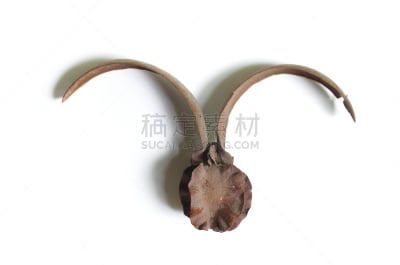 干的,白色,风,水平画幅,干花,动物身体部位,尤脑香科树,特写,泰国,雨林