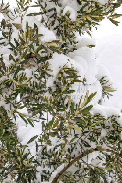 地形,冬天,自然,垂直画幅,水,寒冷,舌头,雪,湿,冰