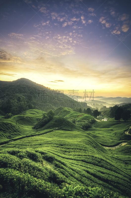 马来西亚,风景,宏伟,苏格兰高地,卡梅伦蒙大纳,垂直画幅,天空,茶树,山,无人