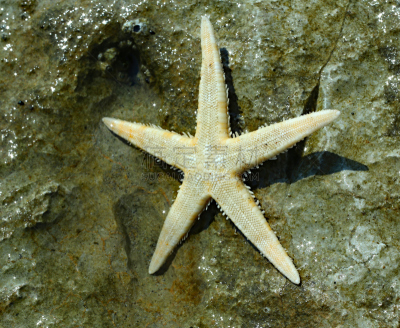 海星,冰块,五只动物,巨大的,动物脚趾,水平画幅,沙子,岩石,无人,瑞格·斯塔尔