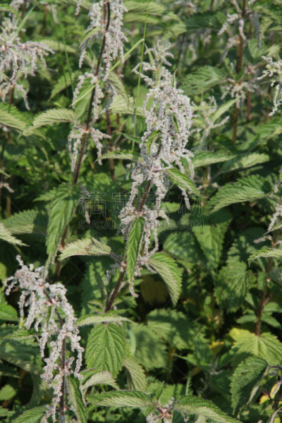 刺荨麻,完美,植物群,鲔鱼,麻疹乐队,意大利调味饭,垂直画幅,饮食,健康保健,药
