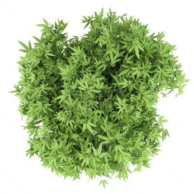顶部,分离着色,芒果树,风景,白色背景,白色,自然,背景分离,一个物体,乌克兰