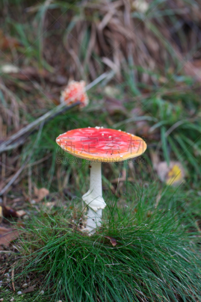 蘑菇,鹅膏菌,鬼笔鹅膏,毒蝇菇,葡萄风信子,毒蘑菇,自然,垂直画幅,秋天,无人