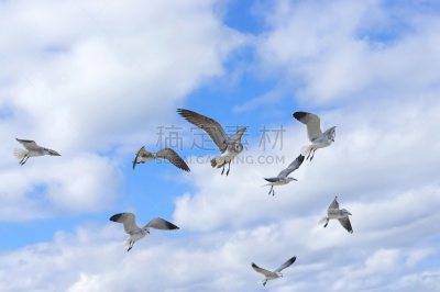 天空,鸟类,海鸥,一群鸟,海鸟,水,美,水平画幅,动物身体部位,户外