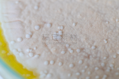 传媒,微生物学,酵母,放线菌属,土样,大群动物,细菌,实验室,学习