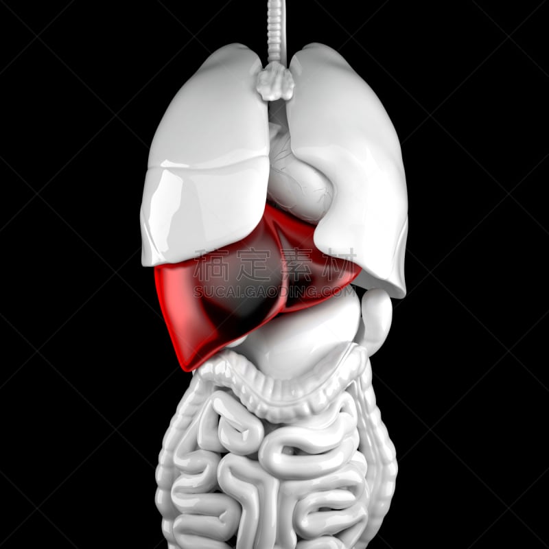 解剖模型,肝脏,剪贴路径,三维图形,纤维蛋白原,肝糖,糖蛋白,胰腺,胰腺癌,肝炎