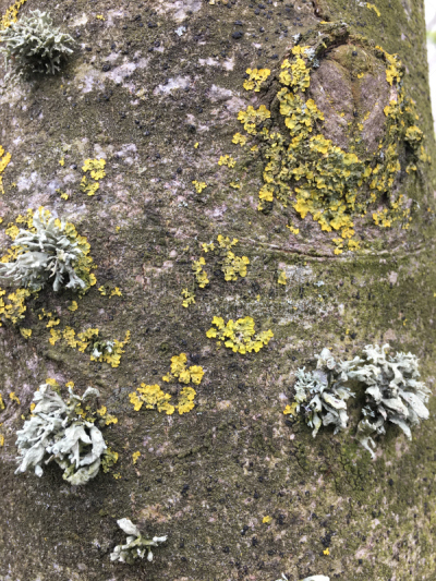 灰树,鹭管鱼,五月,自然,垂直画幅,无人,艾克塞特,爱塞特,植物,英国