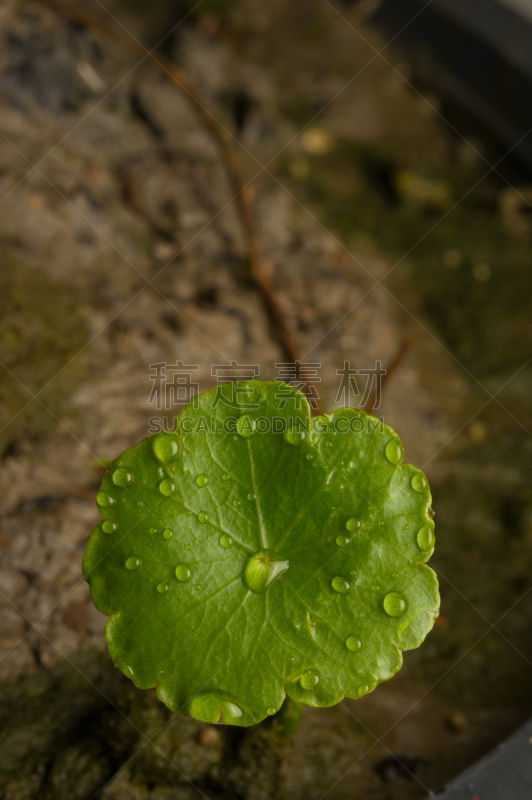积雪草,树袋熊,自然,垂直画幅,绿色,无人,有机食品,草本,植物,健康生活方式