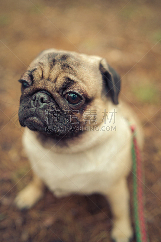 可爱的 巴哥犬 陆地 纯种犬 背景分离 狗 哺乳纲 一只动物 哈巴狗 小的图片素材下载 稿定素材