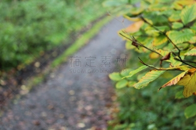 跟踪标记,手持纸牌,树冠,绿色背景,气候与心情,前进的道路,慢跑,公园,水平画幅,套色版