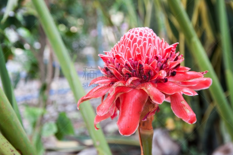 torch ginger,花朵,自然,水平画幅,无人,异国情调,仅一朵花,自然美,红色,春天