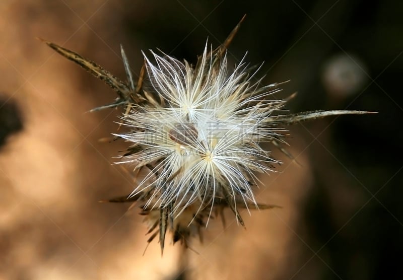 野生植物,选择对焦,褐色,水平画幅,形状,无人,干花,巴兹线游戏,山毛榉树,紫色背景