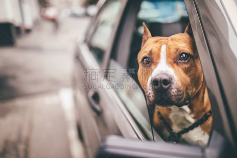 斯塔福德郡斗牛犬,汽车,美国斯塔福德犬,牛头梗,狗,美国斗牛梗,窗户,自驾游,猎犬,留白