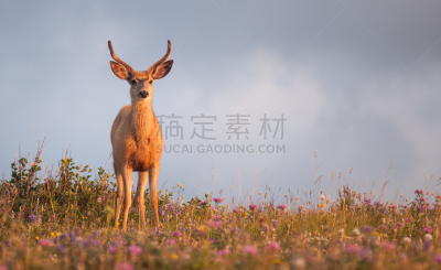 鹿,滑铁泸国家高原,雄鹿,野生动物,水平画幅,阿尔伯塔省,曙暮光,野外动物,户外,野生植物