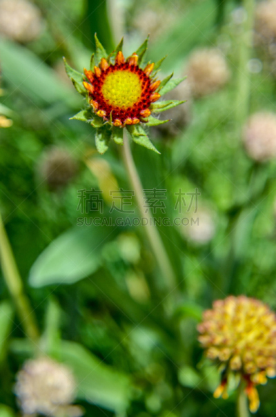 特写,花蕾,黑眼珠苏珊葡萄树,黄雏菊,卡布奇诺咖啡,垂直画幅,美,褐色,六月,无人