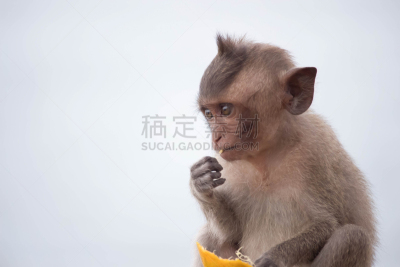 猴子,水平画幅,绿色,可爱的,无人,野外动物,泰国,猴年,吃,摄影