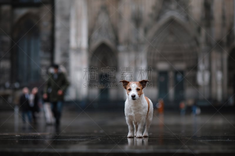 雨,狗,欧洲,城市,杰克拉瑟短腿犬,美,褐色,水平画幅,智慧,梗犬