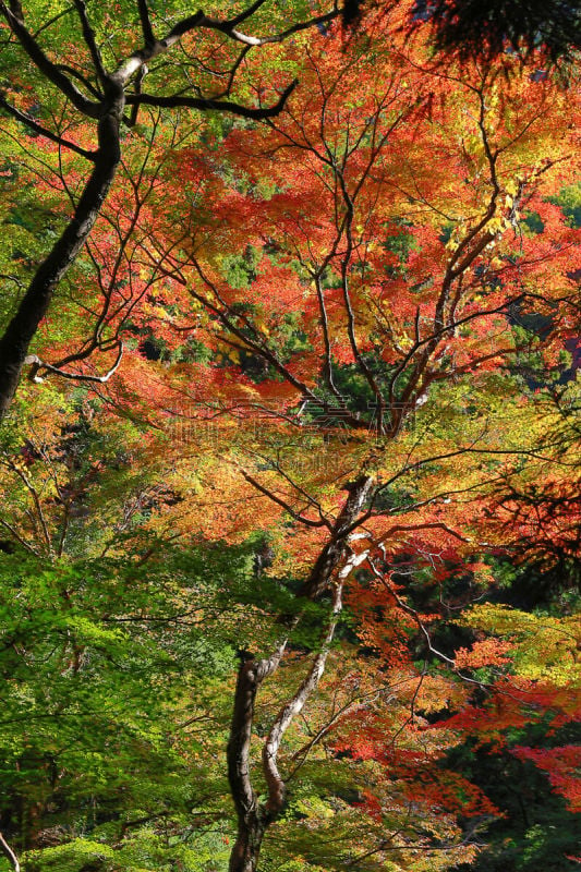 秋天,日本,大阪府,背景,多色的,枫叶,自然,垂直画幅,无人,多色背景