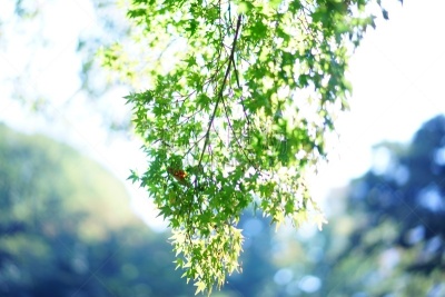 叶子,日本,彩色图片,选择对焦,天空,美,水平画幅,无人,东亚,户外