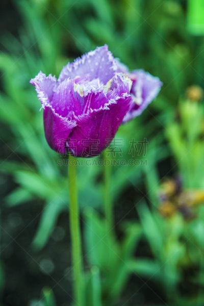 仅一朵花,菜园,春天,植物群,垂直画幅,枝繁叶茂,沙子,郁金香,草坪,夏天