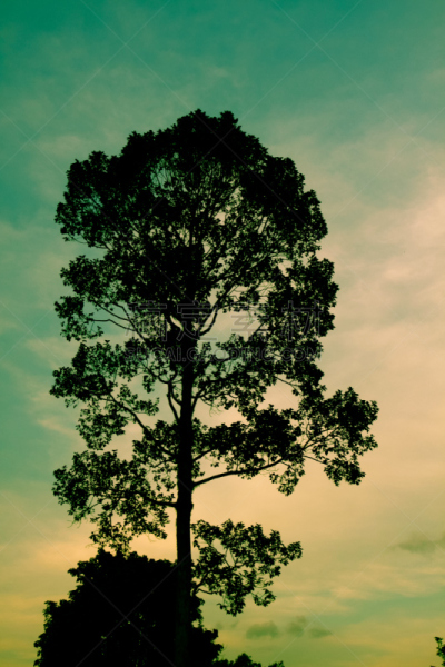 自然,尤脑香科树,垂直画幅,天空,枝繁叶茂,无人,夏天,户外,明亮,想法