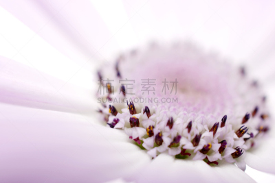 雏菊,美,水平画幅,无人,紫苑,特写,柔焦,植物,彩色图片,一年生植物