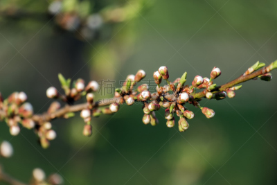早期力士曼樱桃,枝,花朵,樱桃,自然,美,水平画幅,樱花,无人,乌克兰
