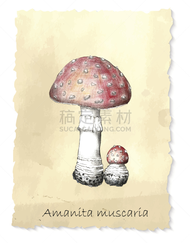 蘑菇,铅笔,瓷样伞菇,毒蝇菇,伞形毒菌,白蘑菇,porcini mushroom,成年子女,褐色,形状