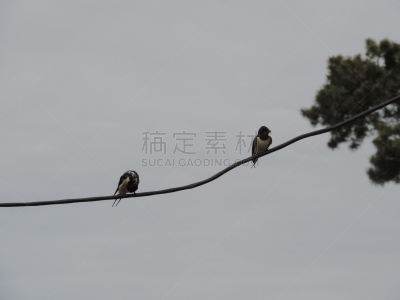 鸟类,白鹡鸰,家燕,自然,水平画幅,小的,无人,春夏系列,北美歌雀,爱沙尼亚