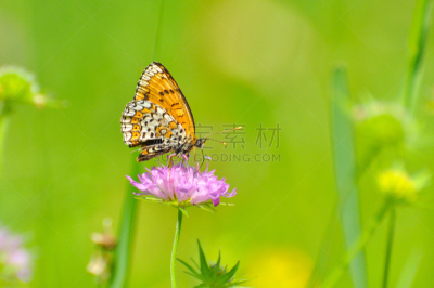 豹纹蝶,野花,斑贝母蝴蝶,自然荒野区,触角,美,水平画幅,银色,蝴蝶,早晨
