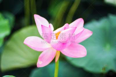 湖,粉色,荷花,花蕾,巨大的,水,天空,夏天,沼泽,花束